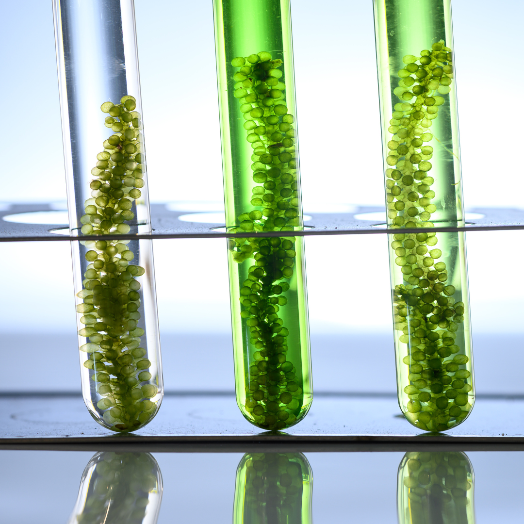 Algae in cosmetics