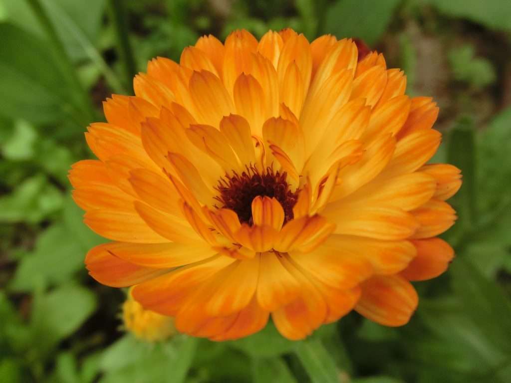 Calendula